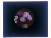 [Cut flowers]