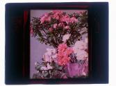 [Cut flowers]