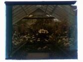 [Greenhouse flowers]