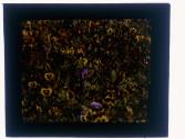 [Flowers]