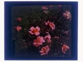 The Los Angeles Rose