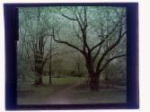 [Path through trees]