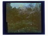 [Grounds at Warner Castle, Rochester NY]