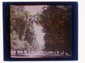 Orange Tree California