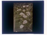 Lillies Pasadena