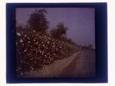 Wild Roses and Oranges California