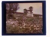 Wild Roses "The Huntington" Pasadena Cal