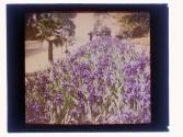 Iris Raymond California