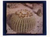 Desert Cactus, Pasadena, Calif