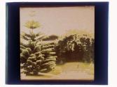 Pasadena Trees