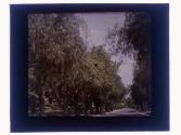 Trees California street