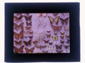 [Butterfly collection]