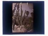 Cactus Pasadena - with CCZ
