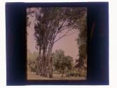 Eucalyptus at Alhambra