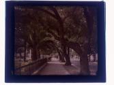 [Trees along road]