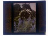 [Cut flowers]