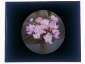 May Flowers