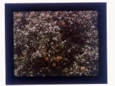 [Orange trees]