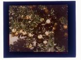 [Orange trees]