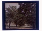[Orange groves]
