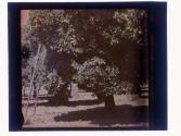 [Orange groves]