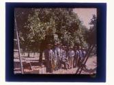 [Orange grove pickers]