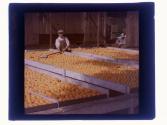 [Orange grove packers]