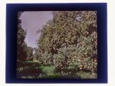 [Orange groves]