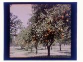 [Orange groves]