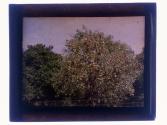 [Orange groves]