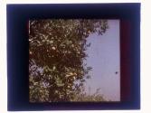 [Orange groves]