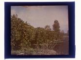 [Orange groves]