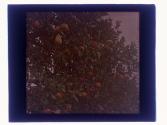 [Orange groves]