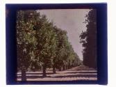 [Orange groves]