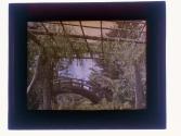[Bridge and trellis in garden]