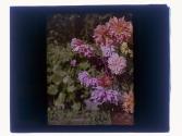 [Flowers]