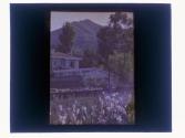 [Flowers, house and mountains]