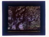 [Trees]