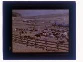 California cattle