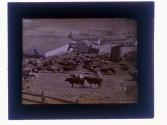 California cattle