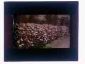 California Gernium Hedge
