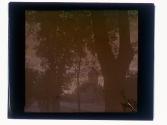 [Trees with building in distance]