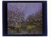 Forest Lawn Sol Wile (Apples)