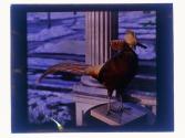 [Stuffed birds]