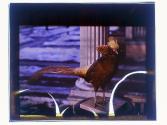 [Stuffed birds]