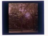 [Trees and shrubs]