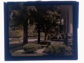 [Trees house and street]