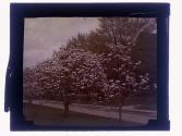 [Trees in bloom]