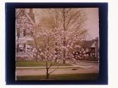 [Trees in bloom]