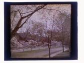 [Trees and houses]